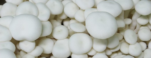 ‘백선’ 느타리버섯(사진 제공 경기도)