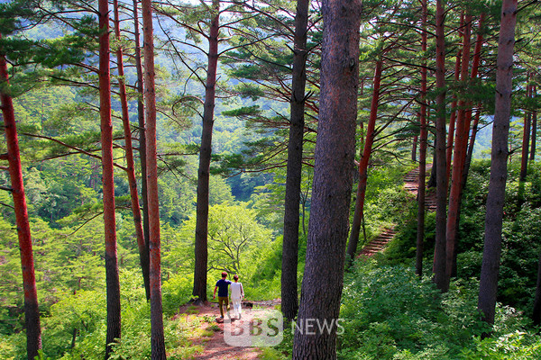 경북도, 산림청 목재 문화지수 우수 지자체 선정