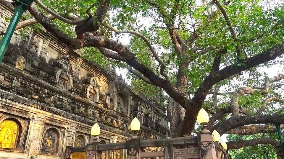 마하보디대탑 아래의 보리수나무, 담장 안쪽에는 부처님의 등정각을 상징하는 연화좌가 놓여 있다.