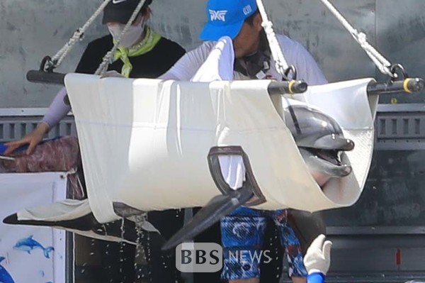 남방큰돌고래 비봉이가 지난 4일 오전 제주 서귀포시 대정읍 앞바다에 설치된 가두리 훈련장으로 옮겨지고 있는 모습. 사진=연합뉴스.