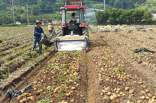 기계회된 감자수확 현장