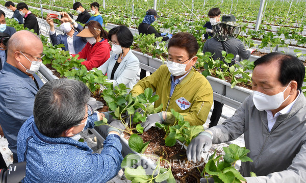 의성 스마트팜 창업실습장을 찾은 이철우 도지사와 김주수 의성군수가 청년농부들과 딸기모종을 옮겨 심고 있다. 경북도 제공
