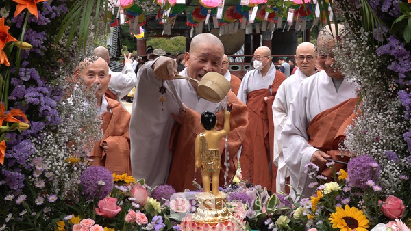 불기 2567년 부처님오신날인 27일 조계총림 송광사에서 봉행된 봉축법요식에서 방장 현봉스님이 아기 부처님의 머리에 청수를 붓고 있다.