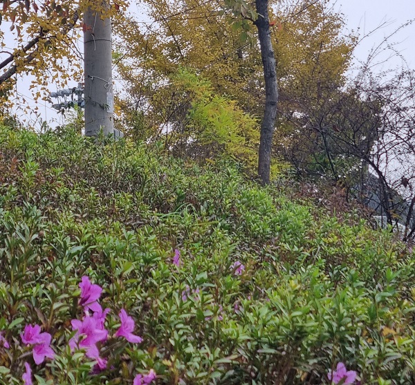 봄꽃 철쭉이 듬성 듬성 펴 있는 모습이, 가을 단풍과 대비되고 있다/사진=춘천BBS