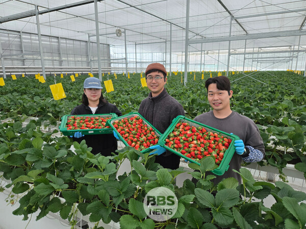 남상주농협 딸기 수확 장면. 경북도 제공