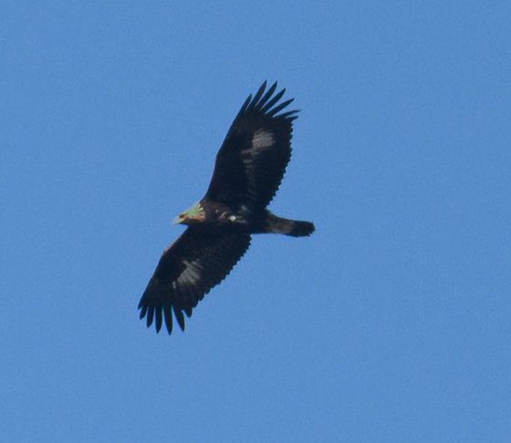 사진=천연기념물 검독수리(울산시 제공)