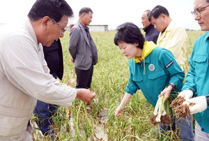 서귀포시, <b>마늘</b> 2차 생장 생리장해 <b>피해</b>신고 접수