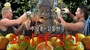 김동현 추성훈 제주 감귤 수확