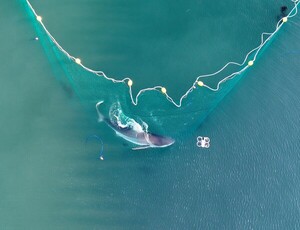 해수부, <b>상어</b> '<b>부캉이</b>' 3차 <b>외해 유도</b> 추진